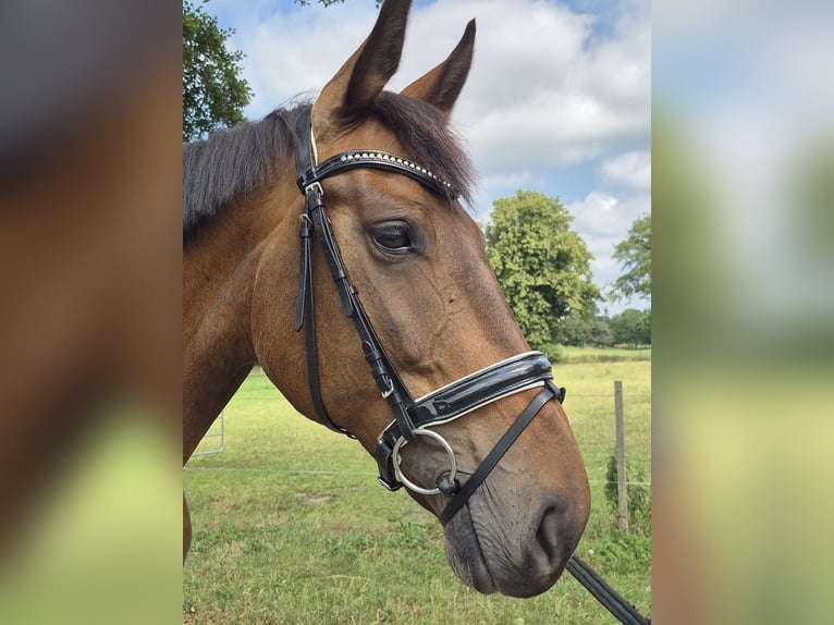 Oldenburg Mare 11 years 16,1 hh Brown in Bremen