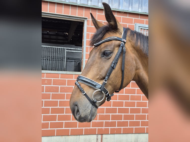 Oldenburg Mare 11 years 16,1 hh Brown in Bremen