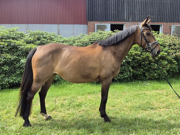 Oldenburg Mare 11 years 16,1 hh Brown in Bremen