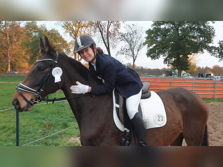 Oldenburg Mare 11 years 16,1 hh Brown in Bremen