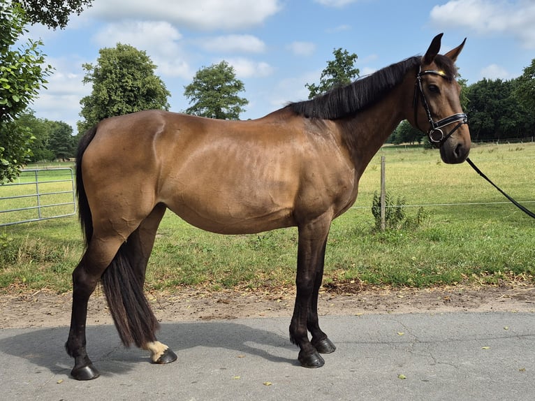 Oldenburg Mare 11 years 16,1 hh Brown in Bremen