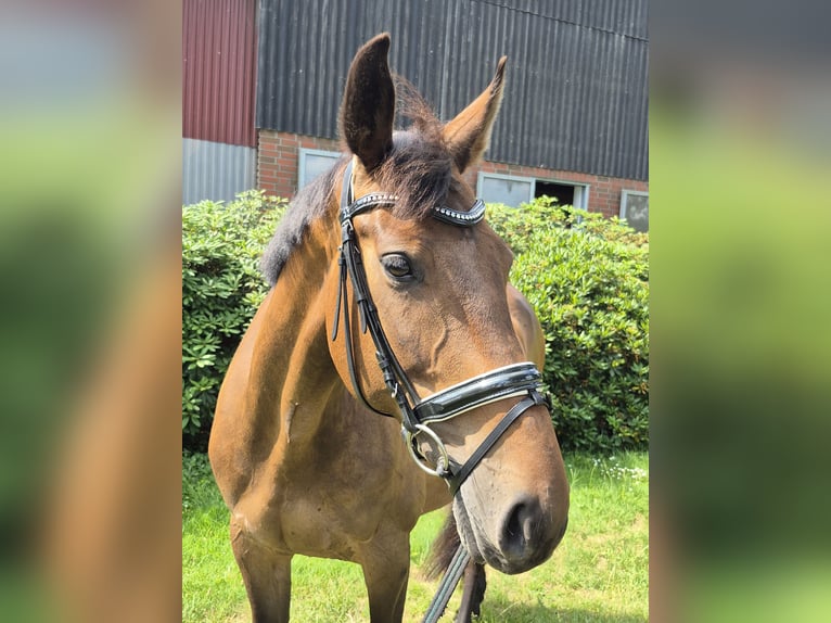 Oldenburg Mare 11 years 16,1 hh Brown in Bremen