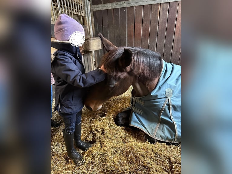 Oldenburg Mare 11 years 16,1 hh Brown in Bremen