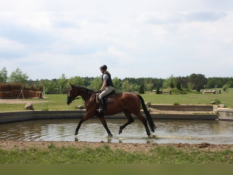 Oldenburg Mare 11 years 16,1 hh Brown in Alfhausen