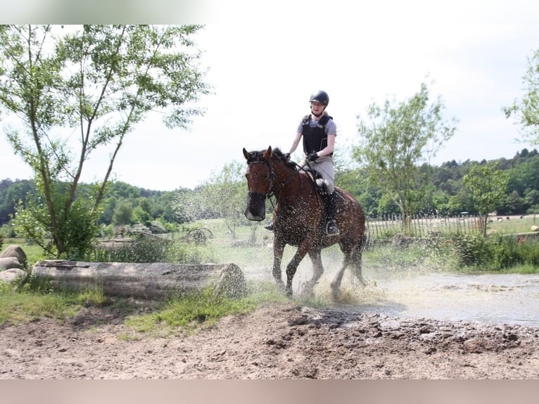 Oldenburg Mare 11 years 16,1 hh Brown in Alfhausen