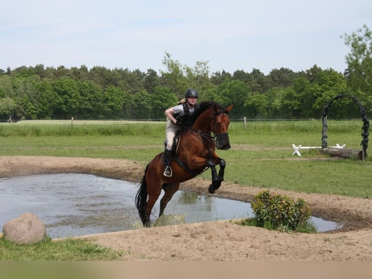 Oldenburg Mare 11 years 16,1 hh Brown in Alfhausen