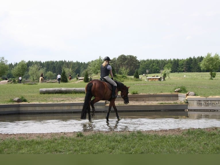 Oldenburg Mare 11 years 16,1 hh Brown in Wedemark