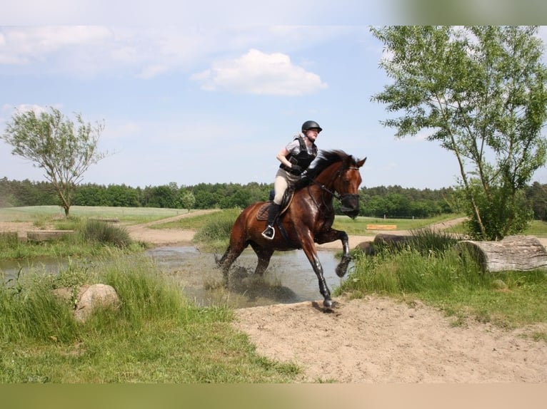 Oldenburg Mare 11 years 16,1 hh Brown in Wedemark