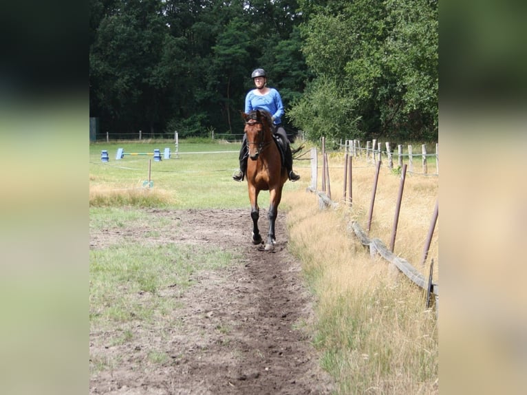 Oldenburg Mare 11 years 16,1 hh Brown in Wedemark