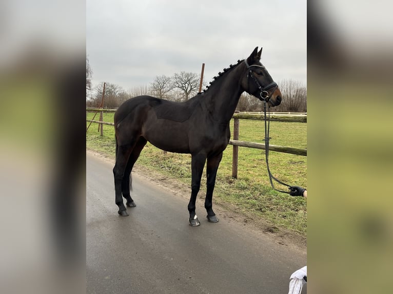 Oldenburg Mare 11 years 16,1 hh Brown in Tremsbüttel