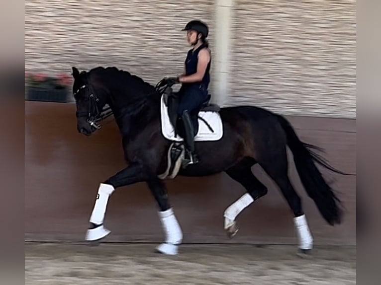 Oldenburg Mare 11 years 16,1 hh Smoky-Black in Wehringen