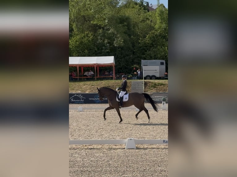 Oldenburg Mare 11 years 16,1 hh Smoky-Black in Landshut