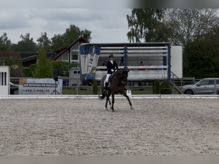Oldenburg Mare 11 years 16,1 hh Smoky-Black in Landshut