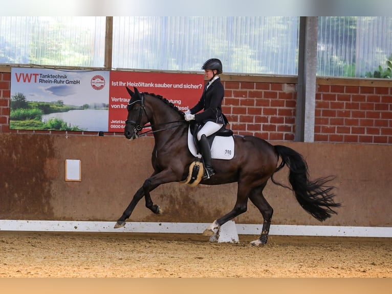 Oldenburg Mare 11 years 16,1 hh Smoky-Black in Löningen