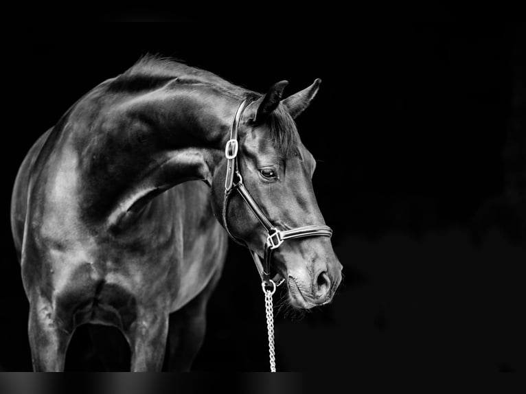 Oldenburg Mare 11 years 16,1 hh Smoky-Black in Löningen