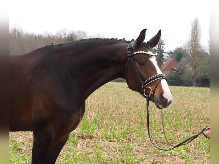 Oldenburg Mare 11 years 16,2 hh Bay-Dark in Bramsche