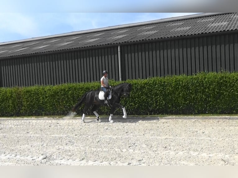 Oldenburg Mare 11 years 16,2 hh Bay-Dark in Mönchengladbach