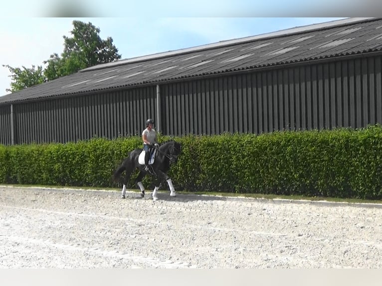 Oldenburg Mare 11 years 16,2 hh Bay-Dark in Mönchengladbach