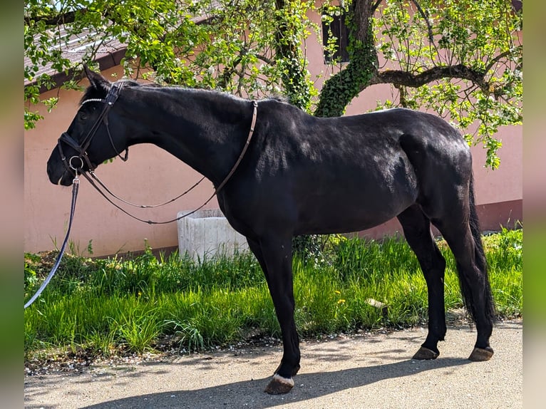 Oldenburg Mare 11 years 16,2 hh Black in Hankensbüttel