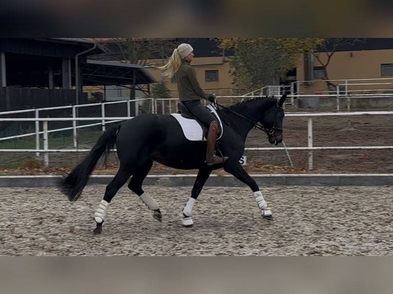 Oldenburg Mare 11 years 16,2 hh Black in Schönwalde-Glien OT Pausin