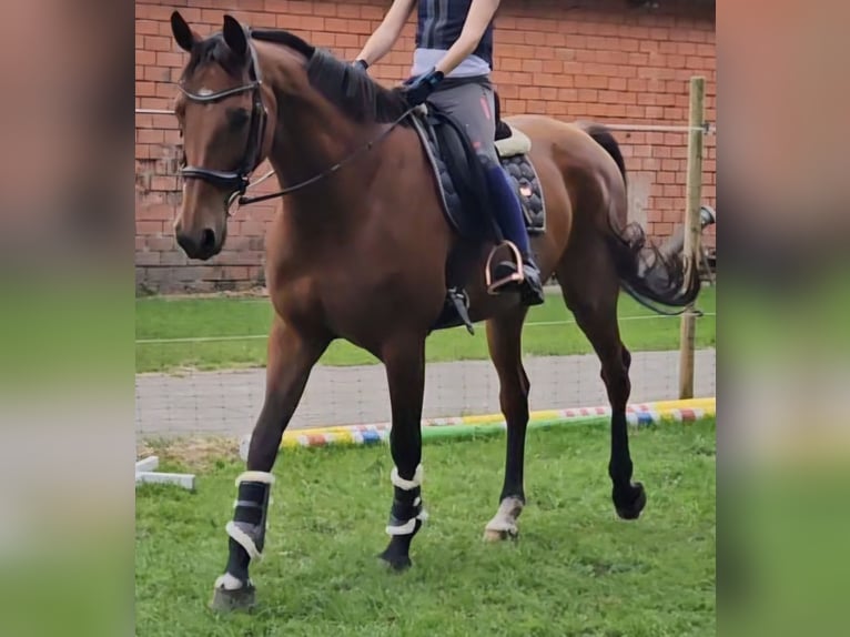 Oldenburg Mare 11 years 16,2 hh Brown in Friesoythe