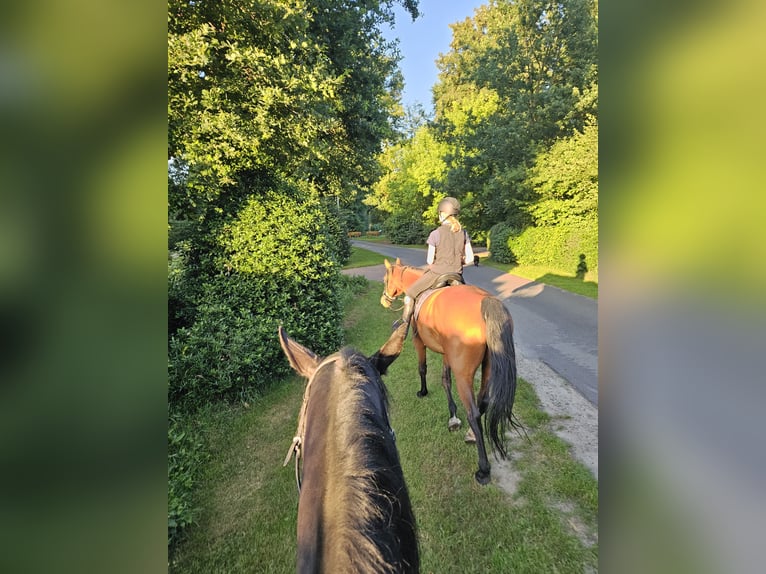 Oldenburg Mare 11 years 16,2 hh Brown in Friesoythe