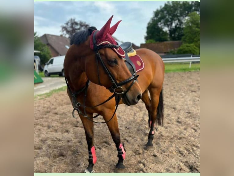 Oldenburg Mare 11 years 16,2 hh Brown in Friesoythe
