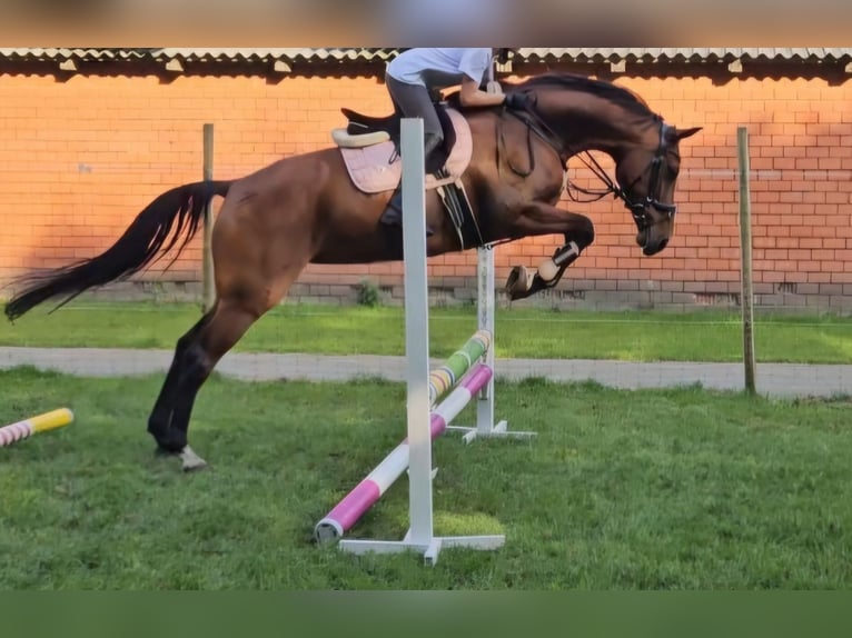 Oldenburg Mare 11 years 16,2 hh Brown in Friesoythe