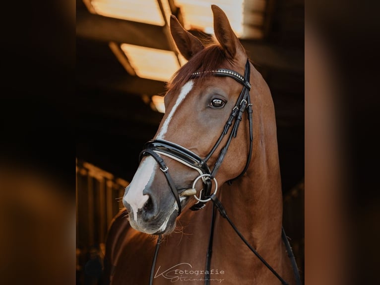 Oldenburg Mare 11 years 16,2 hh Chestnut-Red in Ibbenbüren