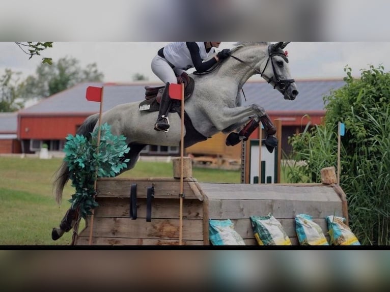 Oldenburg Mare 11 years 16,2 hh Grey in Mansuè