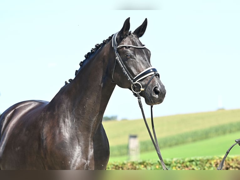 Oldenburg Mare 11 years 16,2 hh Smoky-Black in Bruchhausen-Vilsen