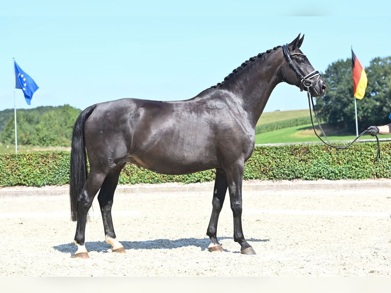 Oldenburg Mare 11 years 16,2 hh Smoky-Black in Bruchhausen-Vilsen