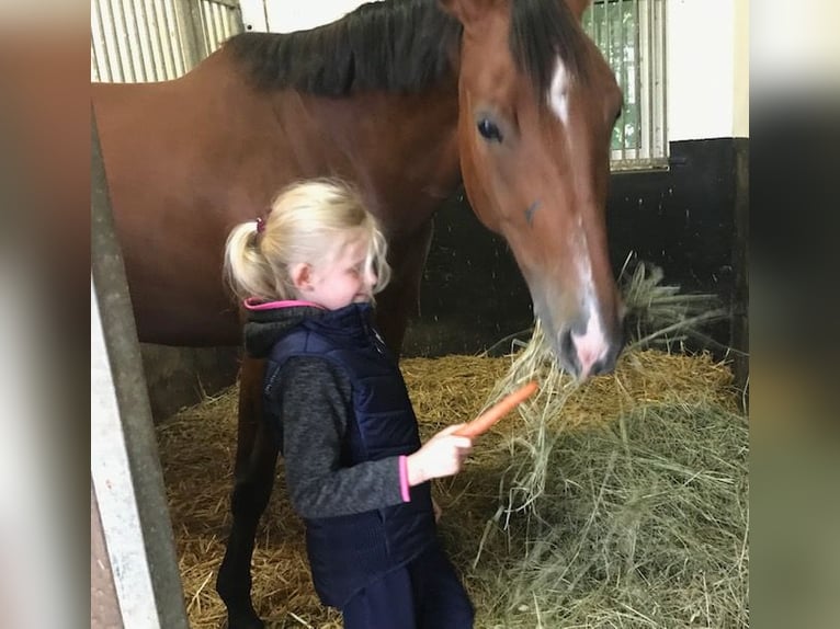 Oldenburg Mare 11 years 16,3 hh Brown in Wanfried