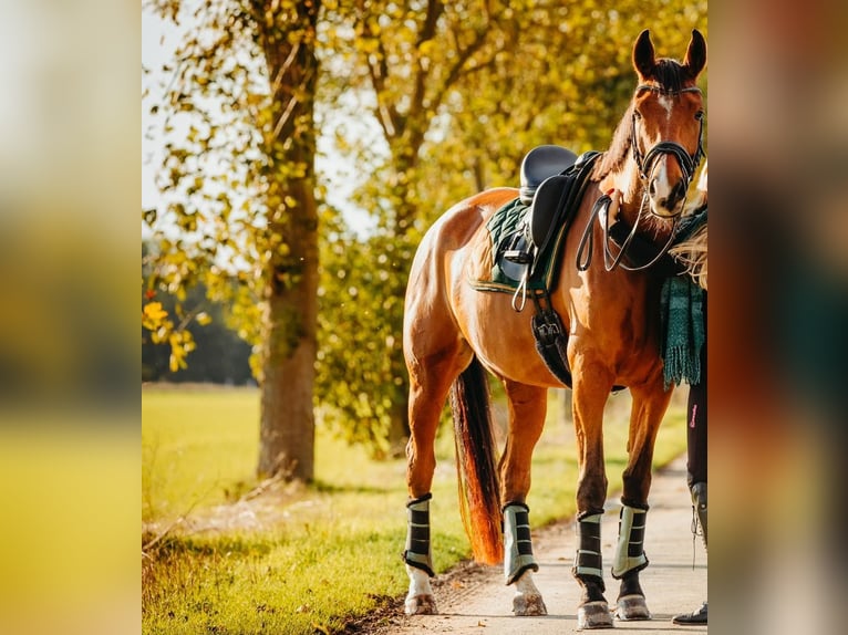 Oldenburg Mare 11 years 16,3 hh Brown in Wanfried