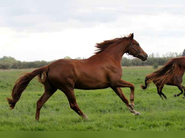 Oldenburg Mare 11 years 16,3 hh Chestnut in Kutenholz