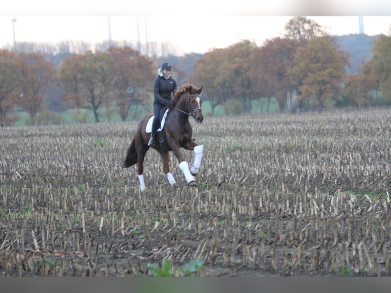 Oldenburg Mare 11 years 16,3 hh Chestnut in Kutenholz