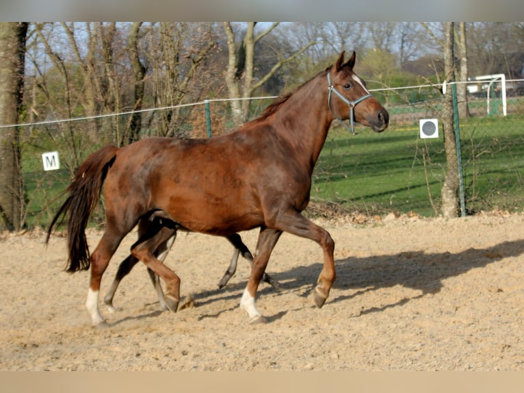 Oldenburg Mare 11 years 16,3 hh Chestnut in Kutenholz