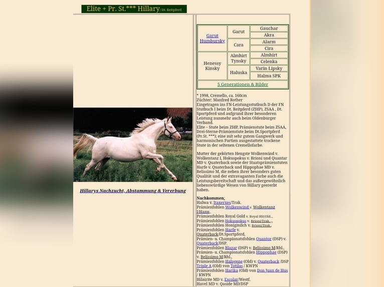Oldenburg Mare 11 years 16,3 hh Palomino in Wolfsbach