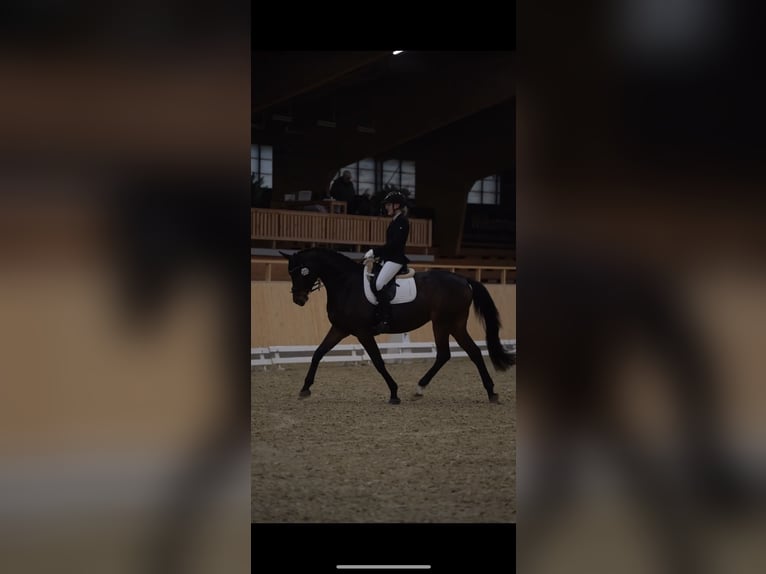 Oldenburg Mare 11 years 17,1 hh Bay-Dark in Paderborn