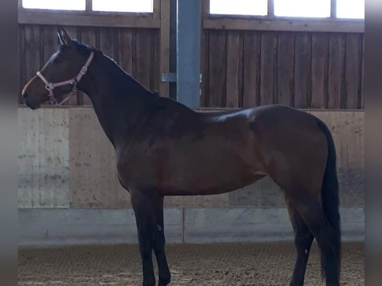 Oldenburg Mare 11 years 17,2 hh Brown in Aying