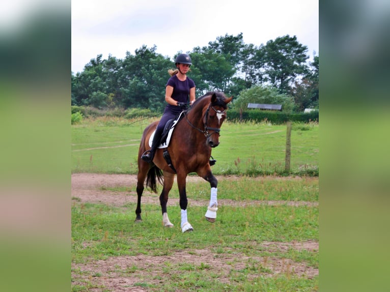 Oldenburg Mare 11 years 17 hh Bay-Dark in Usedom