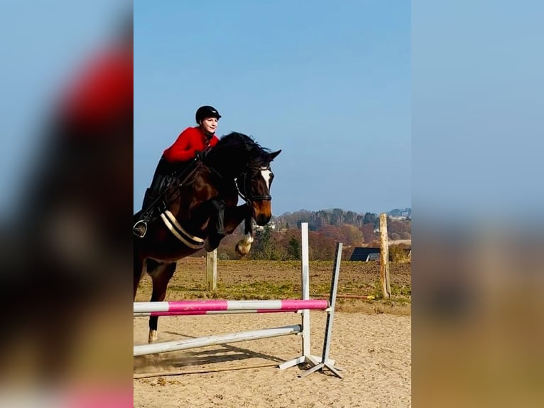 Oldenburg Mare 11 years 17 hh Bay-Dark in Usedom