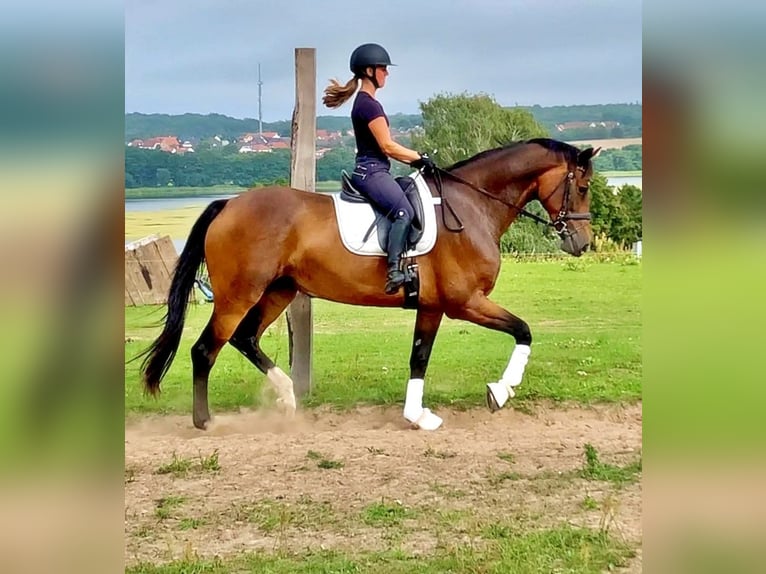 Oldenburg Mare 11 years 17 hh Bay-Dark in Usedom
