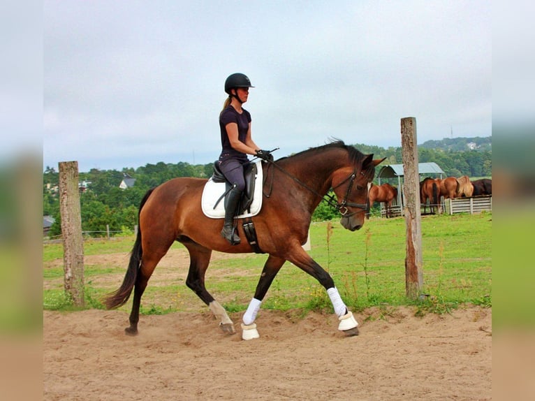 Oldenburg Mare 11 years 17 hh Bay-Dark in Usedom