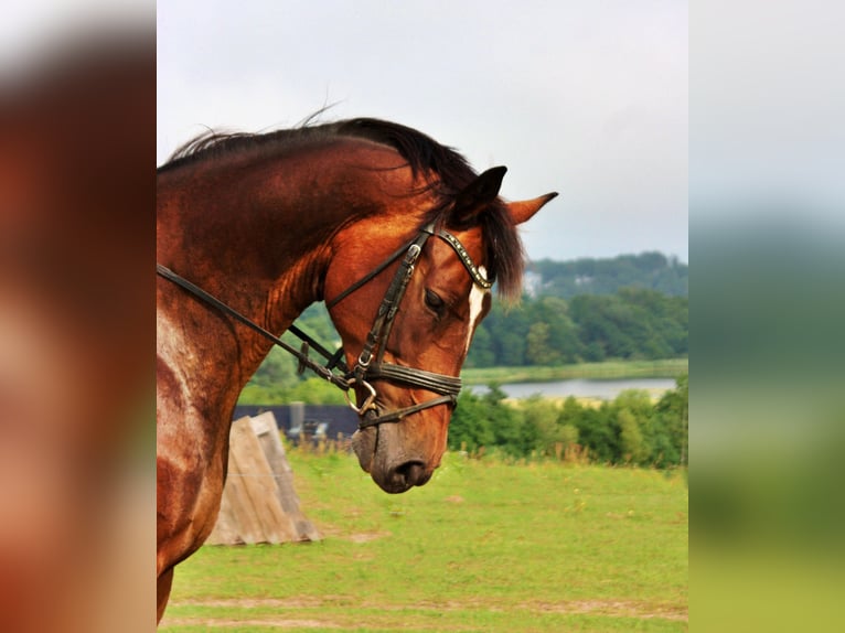 Oldenburg Mare 11 years 17 hh Bay-Dark in Usedom