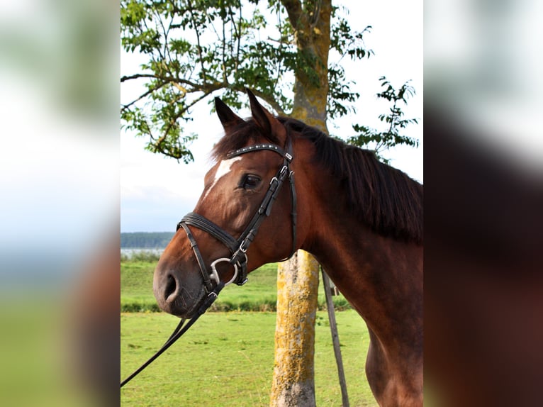 Oldenburg Mare 11 years 17 hh Bay-Dark in Usedom