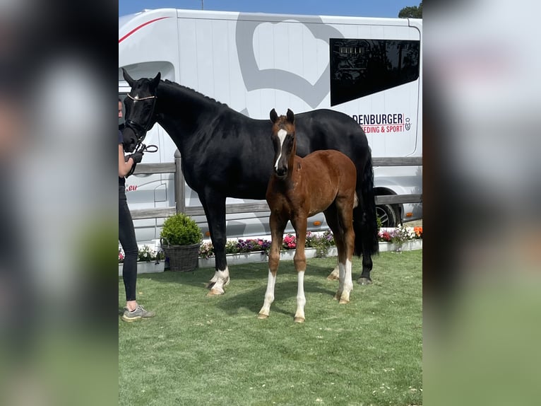 Oldenburg Mare 11 years 17 hh Black in Blunk