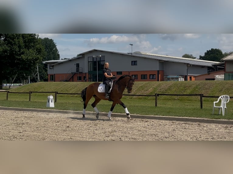 Oldenburg Mare 11 years 17 hh Brown in Nettetal