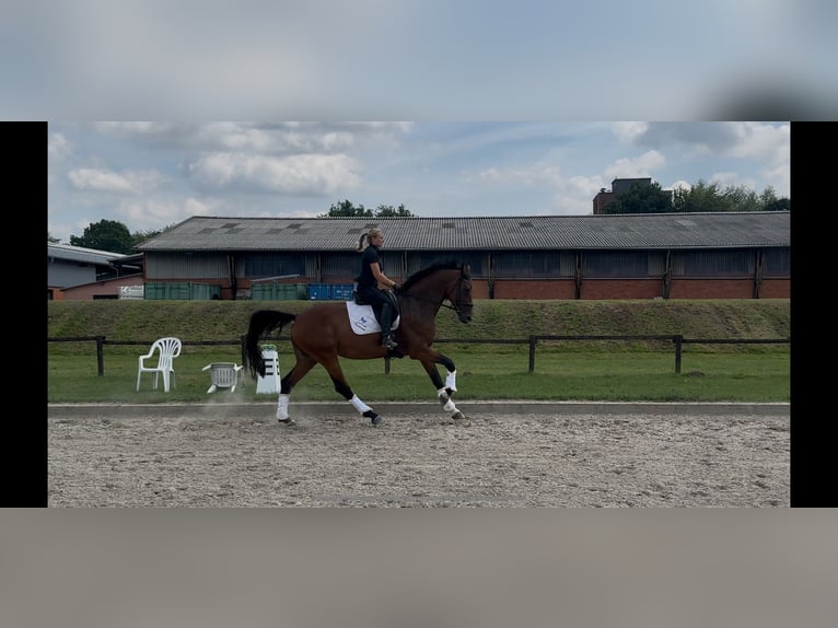 Oldenburg Mare 11 years 17 hh Brown in Nettetal