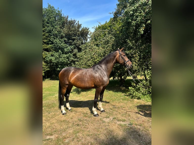 Oldenburg Mare 11 years 17 hh Brown in Bargstedt